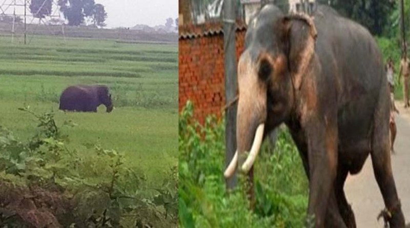 elephant