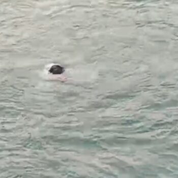 Screenshot_20260212_100229_WhatsApp