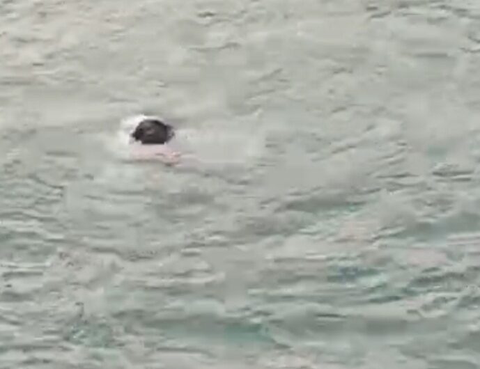 Screenshot_20260212_100229_WhatsApp