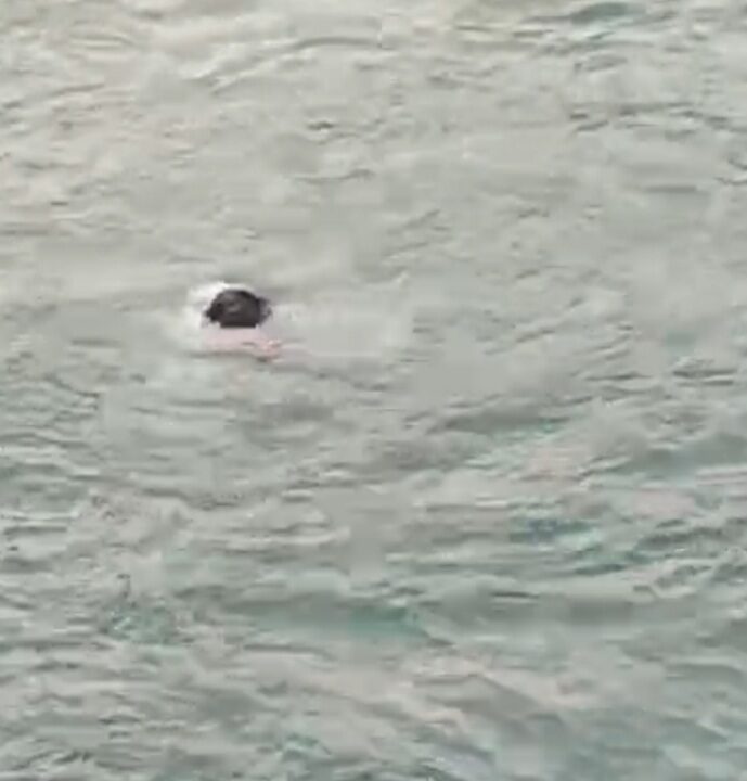 Screenshot_20260212_100229_WhatsApp